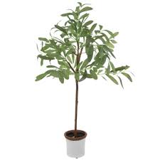 Artificial olive tree has realistic features with out the care. Potted Olive Tree Hobby Lobby