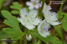 Image result for Hydrophyllaceae