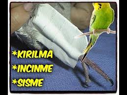 Ayagi Kirilan Sultan Papaganini Veterinere Goturduk Son Durum Youtube