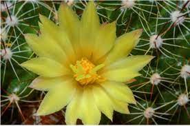 Hd0.27raw burger meat fries on the hot grill. Those Yellow Flowered Mammillaria