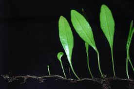 Image result for Lepisorus schraderi