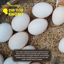 Maybe you would like to learn more about one of these? Agen Jual Telur Ayam Kampung Asli Postimet Facebook
