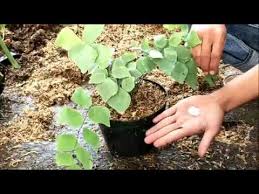 We did not find results for: Cara Merawat Tanaman Suplir Youtube