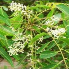 Image result for Meliaceae