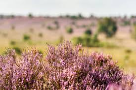 So sah die heide im jahr 2020 aus Heideblute 10 Tipps Die Lust Auf Luneburger Heide Urlaub Machen