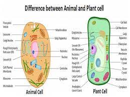 Plant and animal cells both have mitochondria in the cytoplasm. What Is The Difference Between Animal And Plant Cells