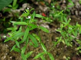 Image result for Oldenlandia angolensis