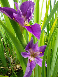 We did not find results for: Iris Louisiana Pegaletta Devon Pond Plants