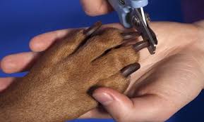 If a dogs nails are never cut, several scenarios can happen, depending on a dog's foot and how their nails grow. How Often Should I Cut My Dog S Nails Canna Pet