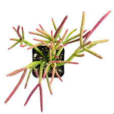 Image result for Rhipsalis baccifera