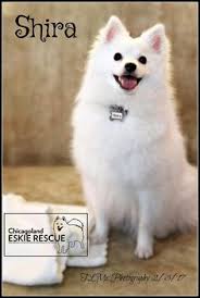 Thank you for your interest in adopting a grateful dog! Chicagoland Eskie Rescue