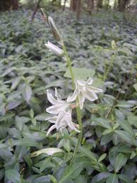Image result for Ornithogalum flexuosum
