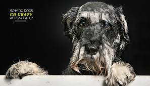 Why Do Dogs Go Crazy After A Bath Puppy Leaks