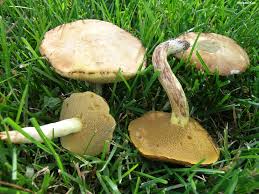 Image result for Suillus punctipes