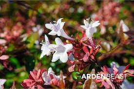 Image result for Limosella grandiflora