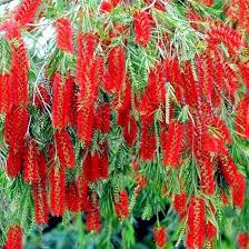 Image result for Callistemon