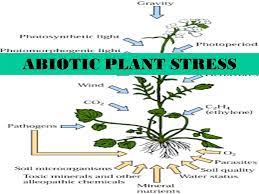 Abiotic Plant Stress Ppt Video Online Download
