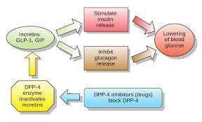 dipeptidyl peptidase 4 inhibitor wikipedia