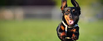 Coffee machines for home nzymes dogs supplements for arthritis. The Best Joint Supplements For Dogs In 2021 What To Look For Gwf Nutrition