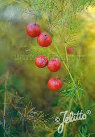 Image result for Asparagus devenishii