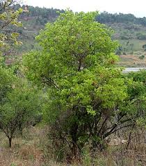 Image result for Combretum pisoniiflorum