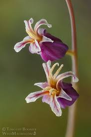 Image result for Streptocarpus montis-bingae