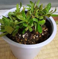 アザレアの育て方 植え付けや植え替えの時期 剪定方法は Greensnap グリーンスナップ
