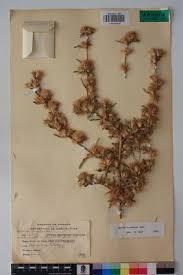 Image result for Dicoma tomentosa