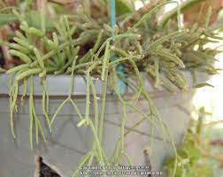 Of a cactus usually looks like it is made of pleats that go in and out. Cactus And Succulents Forum Rhipsalis And Other Hair Like Plants Garden Org