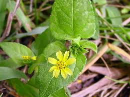 Image result for Calyptocarpus vialis