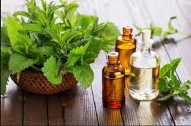 Çay ağacı yağı ile şifalı kullanım önerileri. Cay Agaci Yaginin Faydalari Nelerdir Cilt Bakimi Guzellik Kadina Dair Hersey