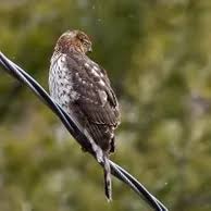 There are 8 different species of hawks that can be found in ohio. Types Of Hawks Different Types Of Hawk Facts