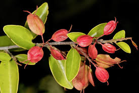 Image result for Hymenocardia