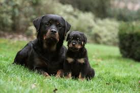 Rottweiler welpe wir sind 8 welpen, die in einem monat auf unsere neuen familien warten. Seriose Rottweiler Zuchter Finden Rottweiler De