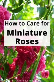 How To Care For Miniature Roses Rose Plant Care Rose Care Planting Roses