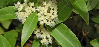 The famous english botanist mr. Backhousia Species Lemon Ironwood Lemon Scented Myrtle Sweet Verbena Tree Backhousia Citriodora