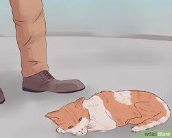 Dec 20, 2015 #1 breezy51 tcs member thread starter. How To Know When To Euthanize Your Cat With Pictures Wikihow