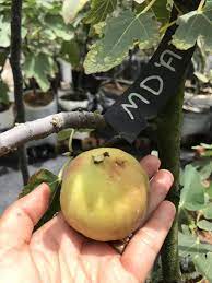 No matter how cold it gets, the chicago hardy fig tree will never let you down. Masui Dauphine A Fig Agro Lab Asia Fig Collectors Facebook