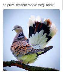 En Guzel Ressam Rabbin Degil Midir Motivasyon Basari Kisiselgelisim Insan Egitim Psikoloji Hayat Kisiselgelisim Gelisim Kus Resimleri Kus Ve Rengarenk Kuslar