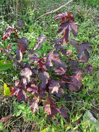 Image result for Hibiscus barbosae