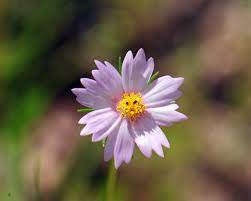 Cosmos Parviflorus Southwestern Cosmos Southwest Desert Flora