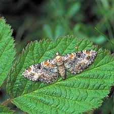 Image result for Eupithecia pulchellata