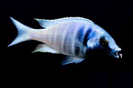 Please click here to see the fish profile explaining the keeping and breeding conditions for this. Likomamaulbruter Placidochromis Electra Aquaristik Profi
