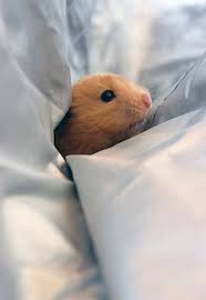 A 30 Cute And Adorable Hamster Photography Collection Naldz Graphics Cute Hamsters Cute Animals Hamster Pics