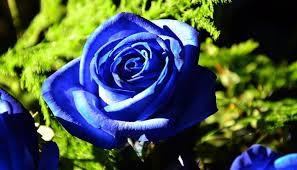 Like most things, flowers have a. Blue Rose Meaning And Symbolism