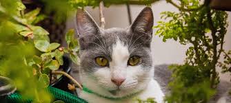 Tiger lilies are particularly poisonous to cats, according to the university of maryland cooperative extension. Planting Herbs Safe For Cats Tips For A Cat Herb Garden