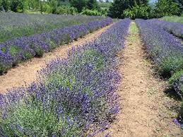 We did not find results for: Culinary Lavender Whats Cooking America