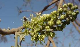 Image result for Combretum sp. A