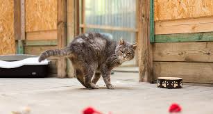 Teilweise wird in das bett gepinkelt, auf teppiche, das sofa, einfach überall wird urin (pipi) abgesetzt. Unsauberkeit Bei Der Katze Gespurnase