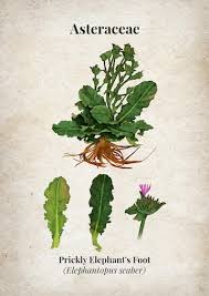 Image result for Elephantopus scaber